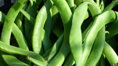 Haricots verts